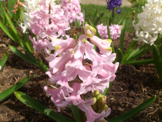 Bites pirmajos ziedos, jaunais medus vēl jāpagaida!