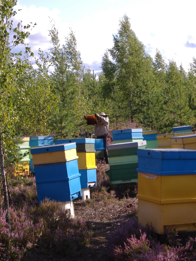 Viršu ziedu medus ievākšana