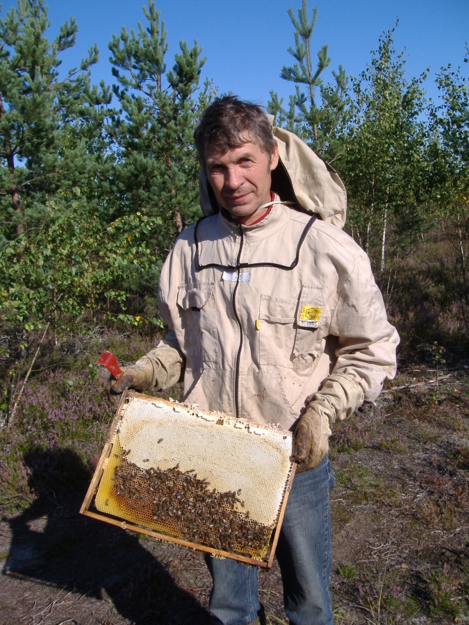 Viršu ziedu medus ievākšana