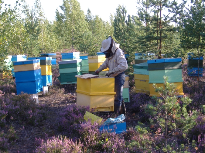 Viršu ziedu medus ievākšana