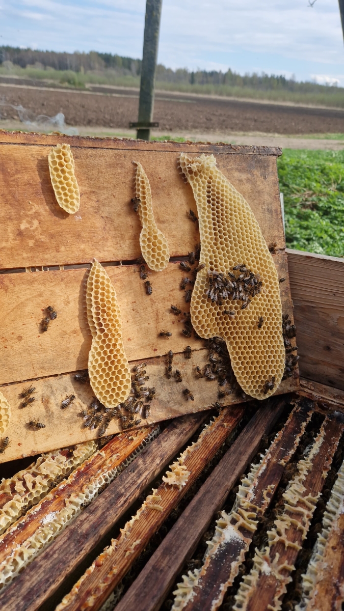 Jaunais 2025. gada medus