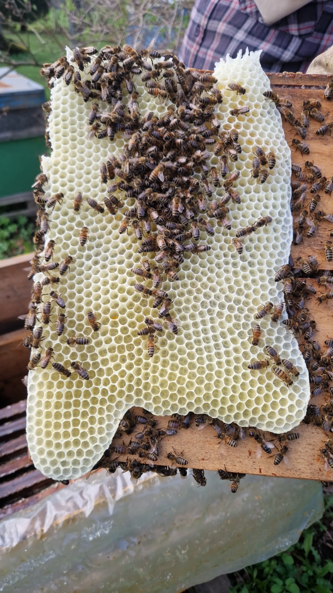 Jaunais 2025. gada medus