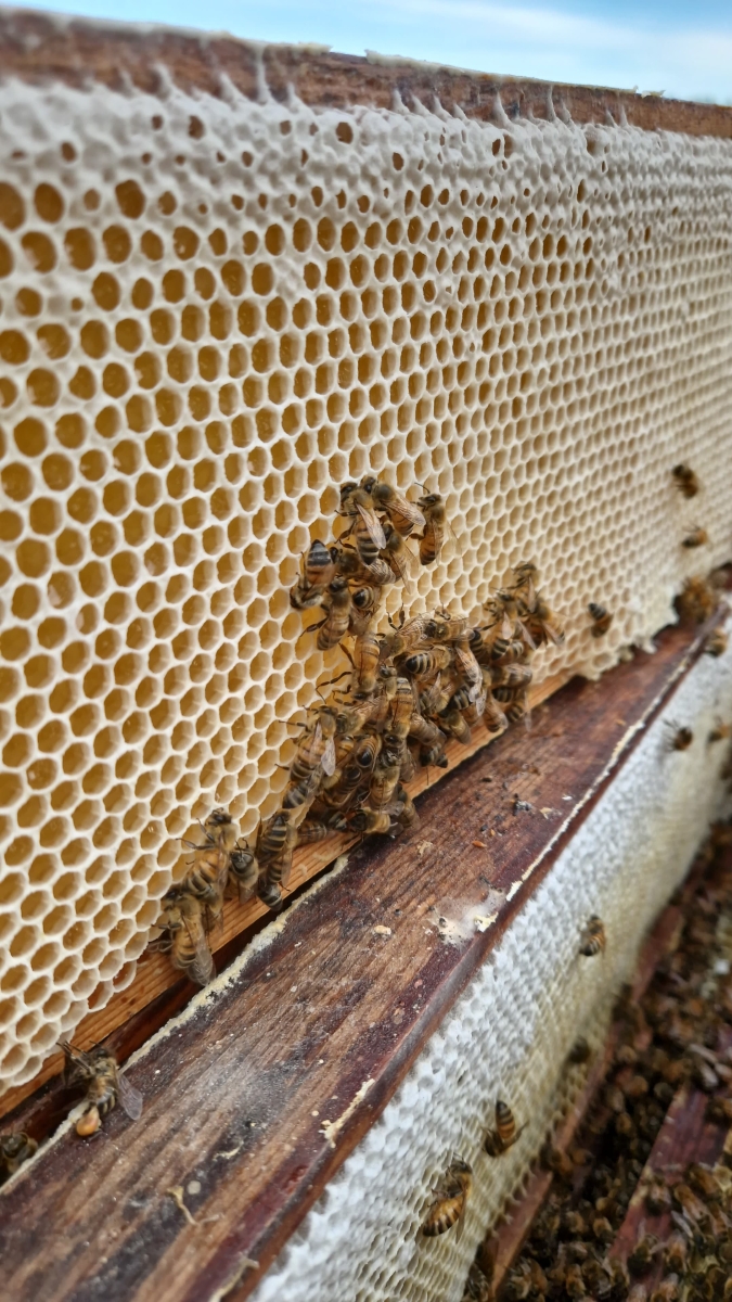 Bites un medus rāmis