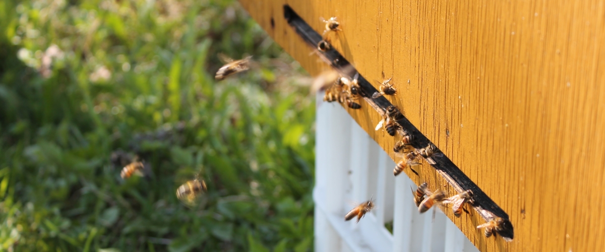 Bites lido uz stropu
